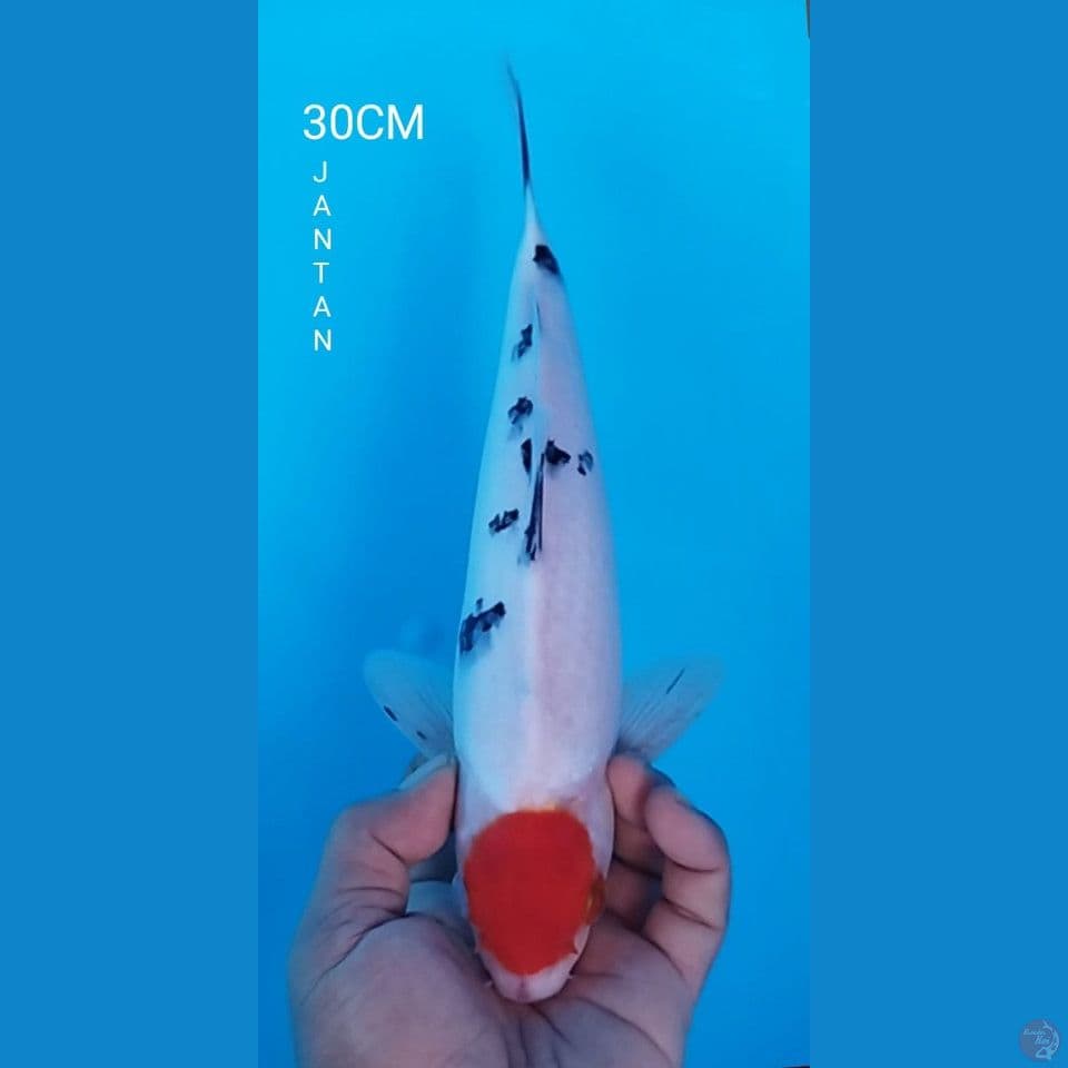 TANCHO SANKE 30CM JANTAN