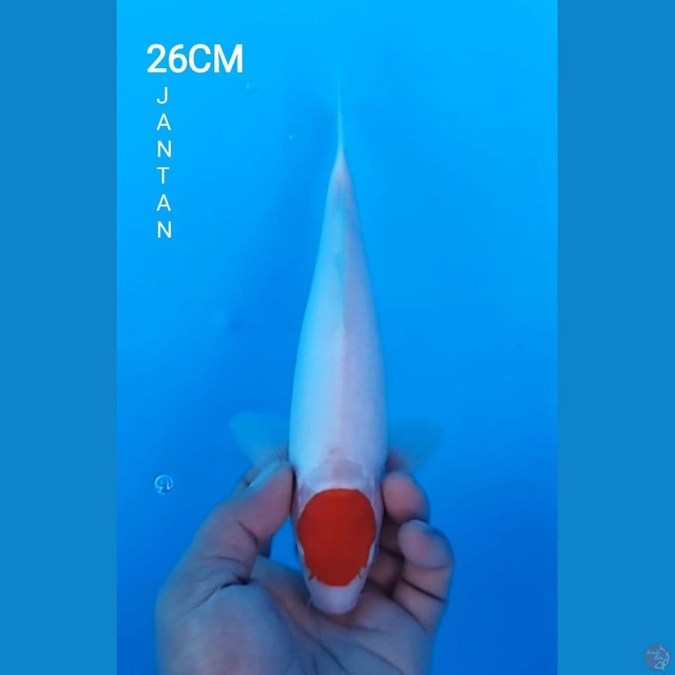 TANCHO KOHAKU 26CM JANTAN