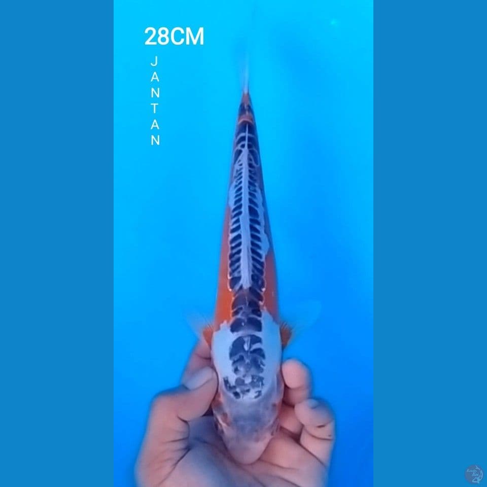 HANASHUSUI 28CM JANTAN