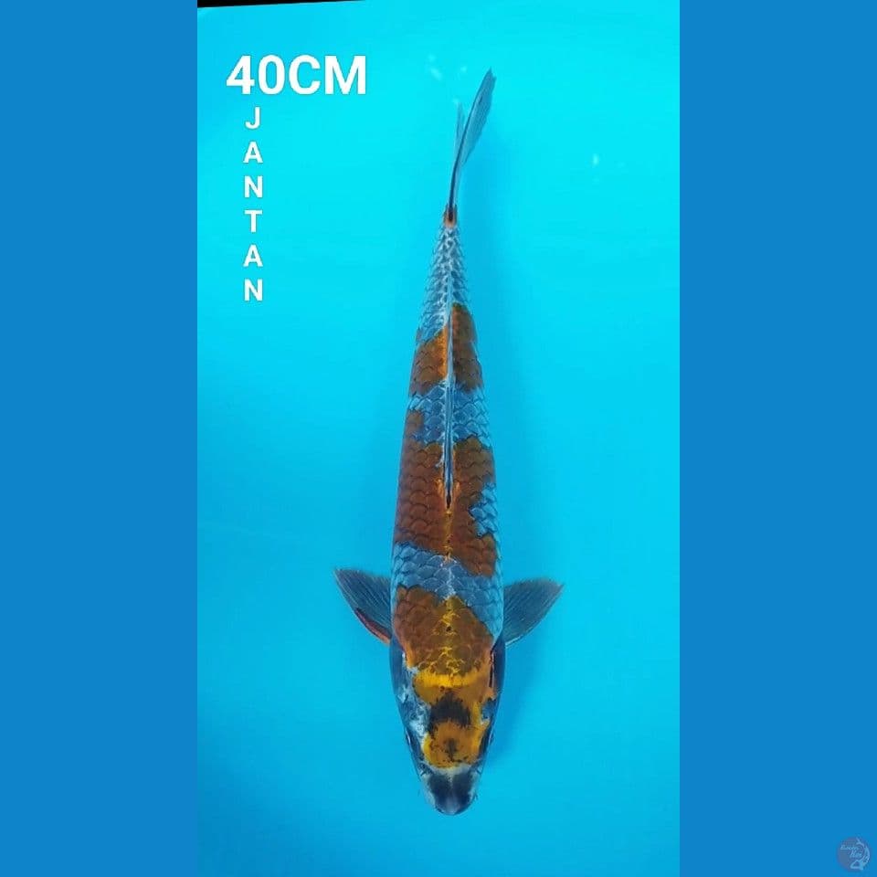 KOGANE OCHIBA 40CM JANTAN