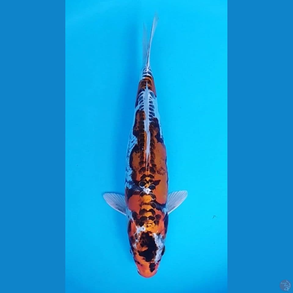 KIKOKURYU 40CM
