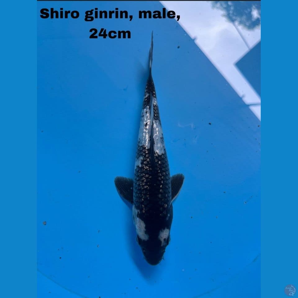 Shiro ginrin mantap