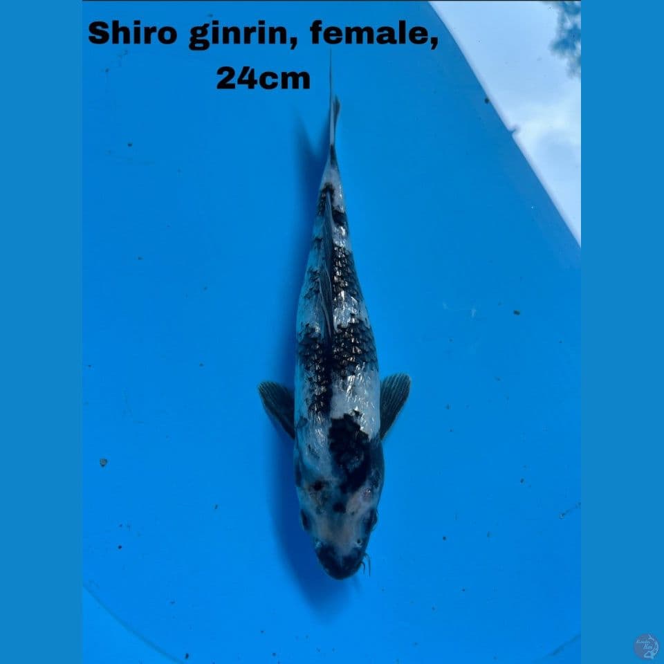 Shiro ginrin Joss
