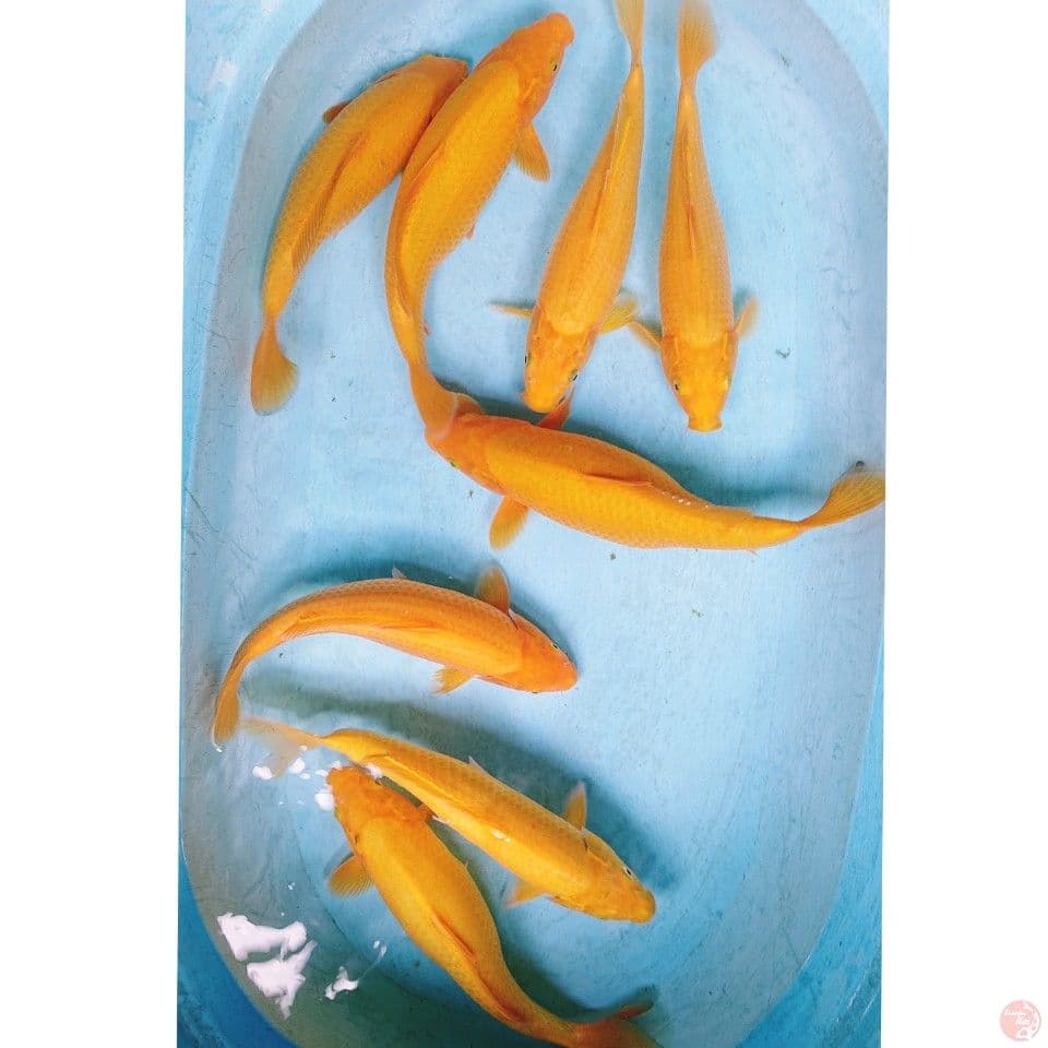 KARASI 31-35 CM ( 8 EKOR )