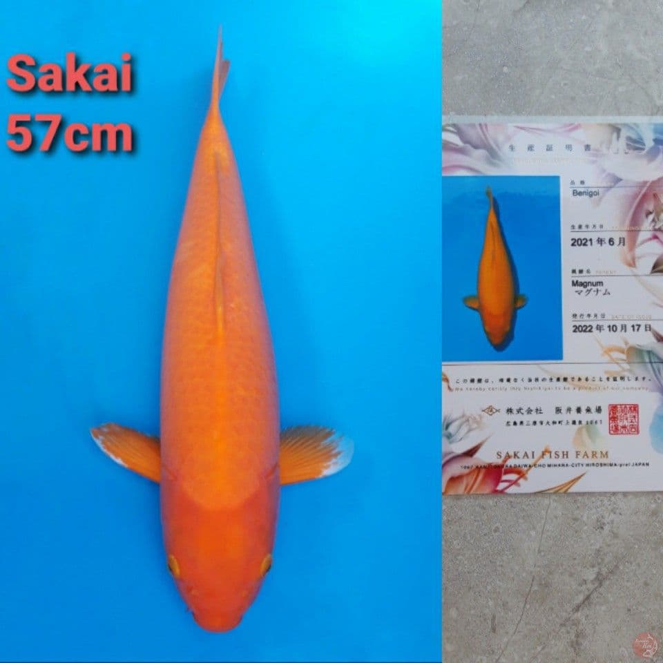 SAKAI BENIGOI 57CM SERTI