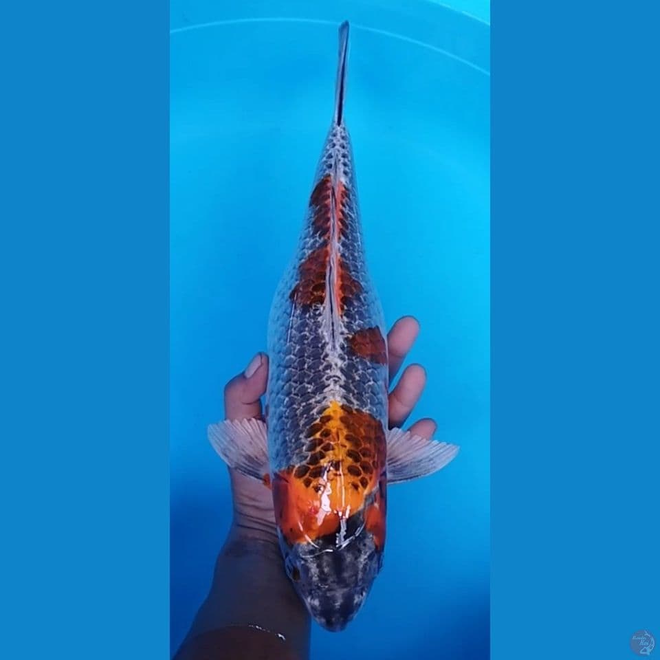 BENIGINGGA 42CM