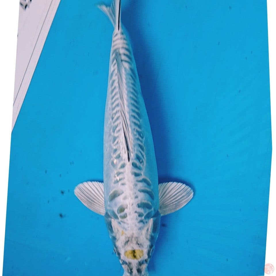 KIKO ANTIK 37 CM
