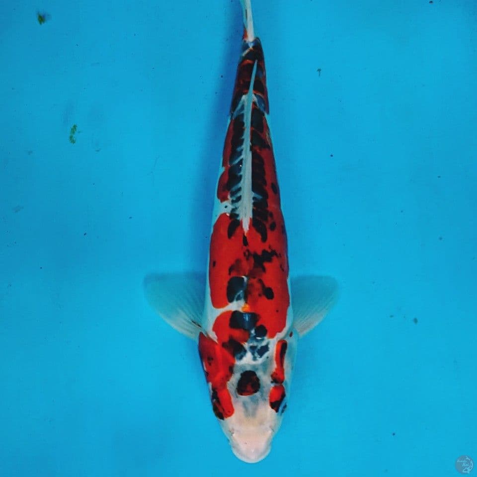 BENIKIKO 35 CM