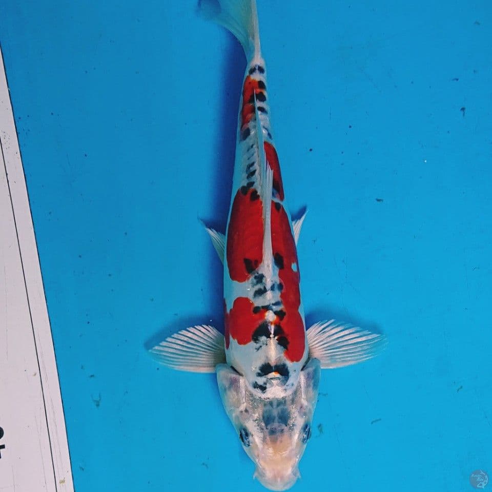 BENIKIKO 30 CM