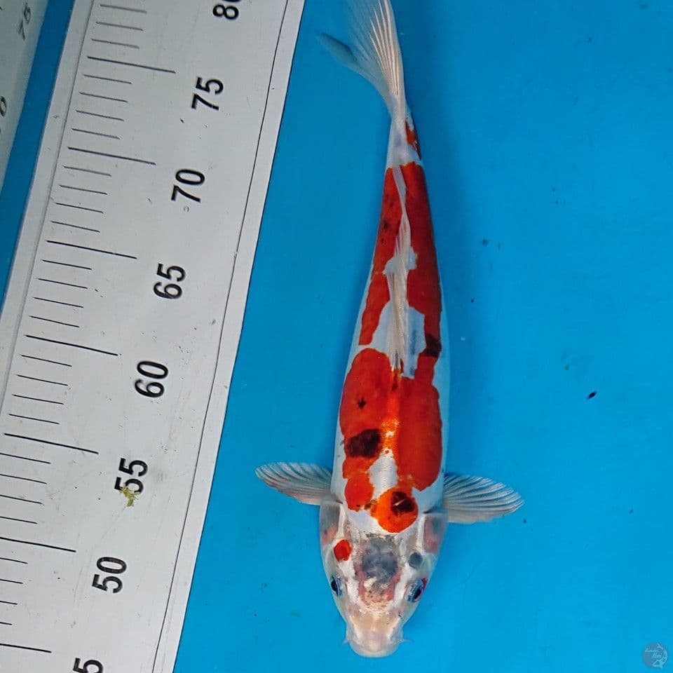 BENIKIKO 33 CM
