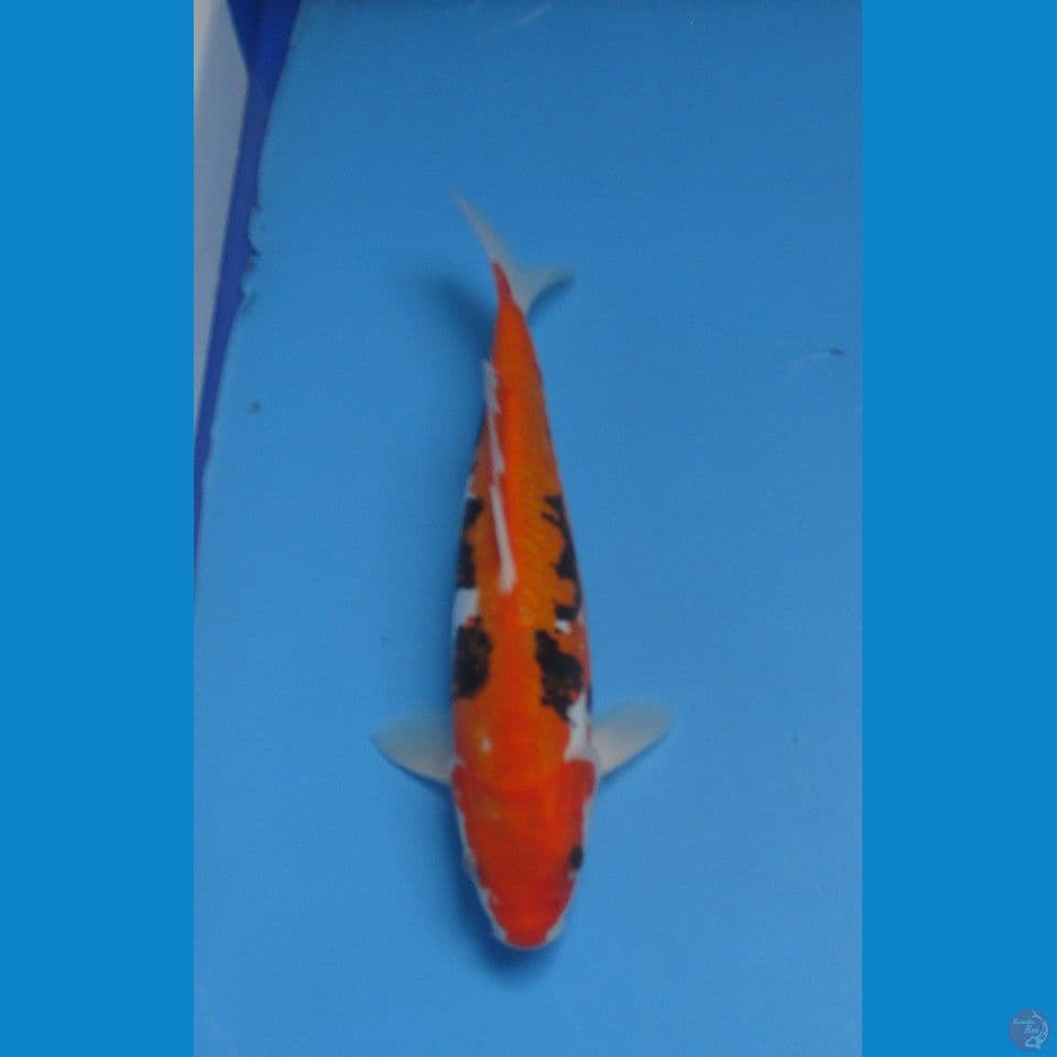 BENI KUMONRYU 24 CM