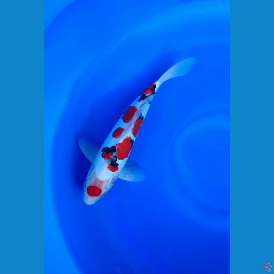 30cm jantan doitsu original