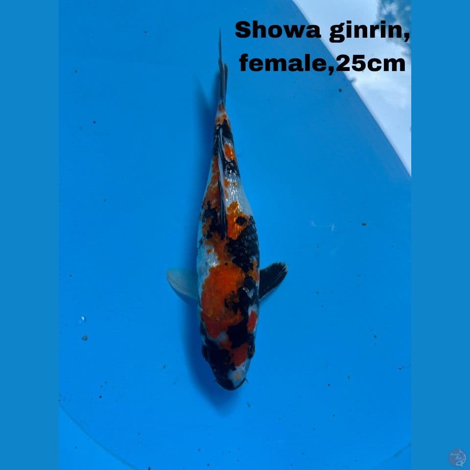 Showa Ginrin
