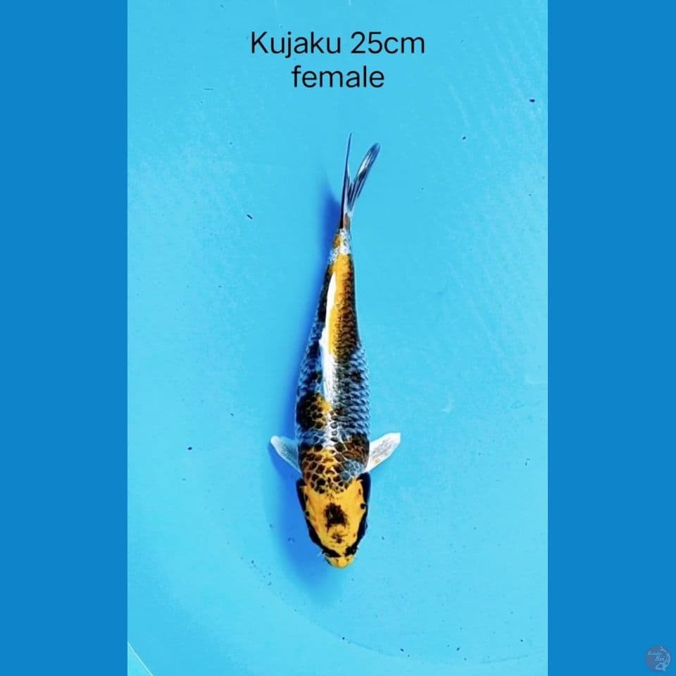 Kujaku