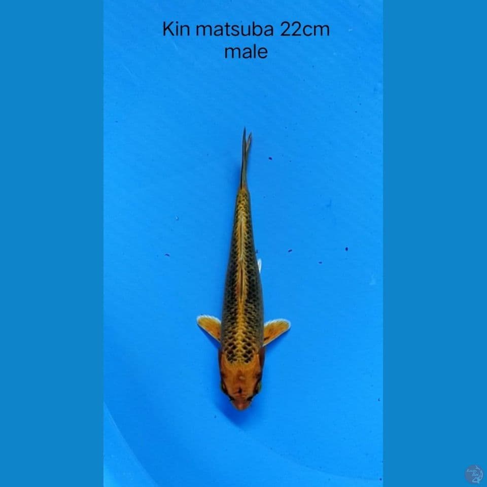 Kin matsuba
