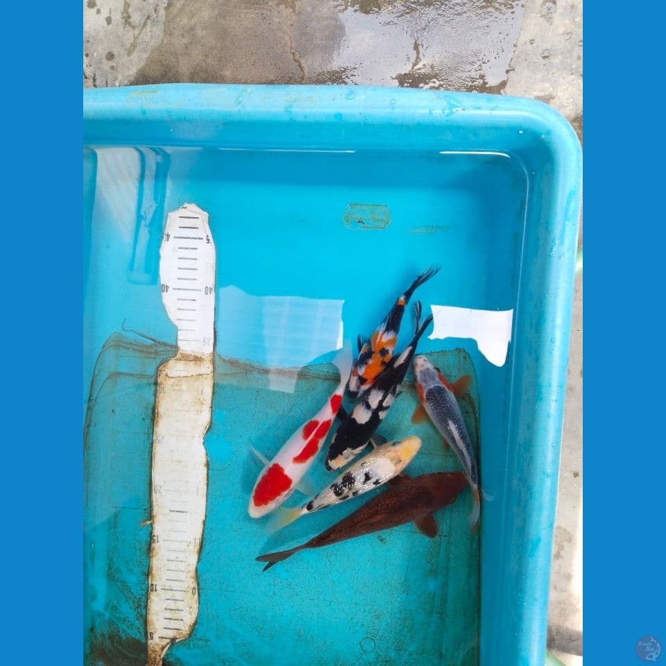 mik 15 20 cm barang bagus