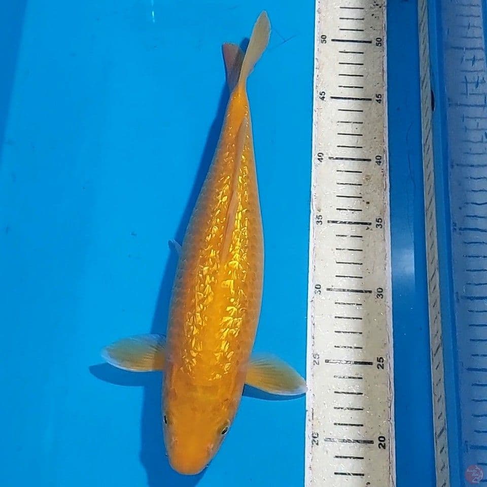 KARASHI GINDRIN 33 CM
