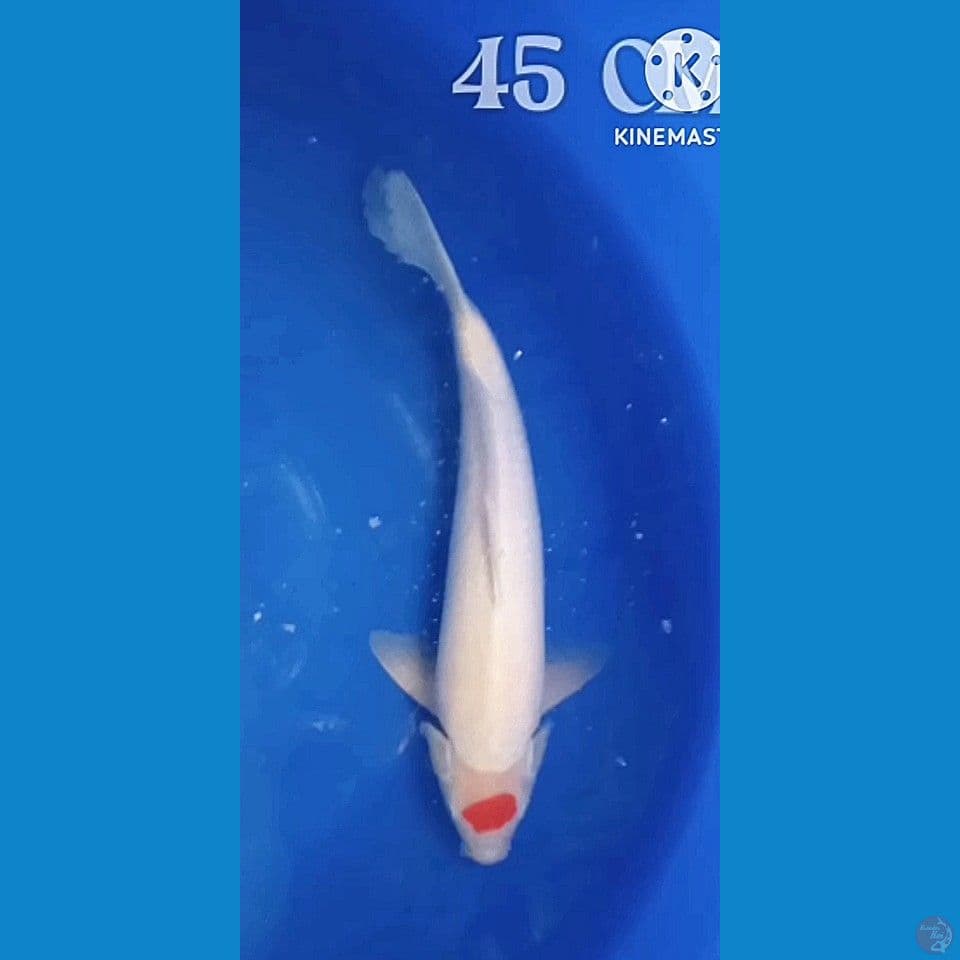 tanco kohaku