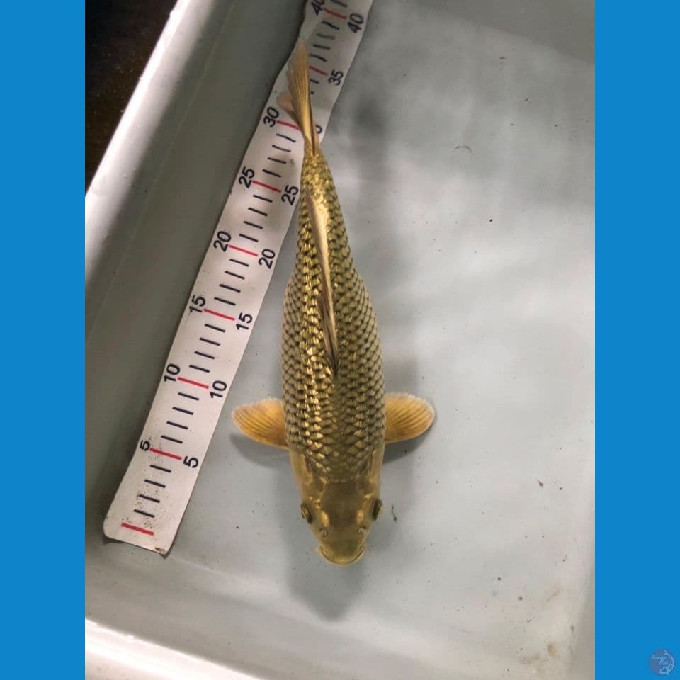 midori 30cm
