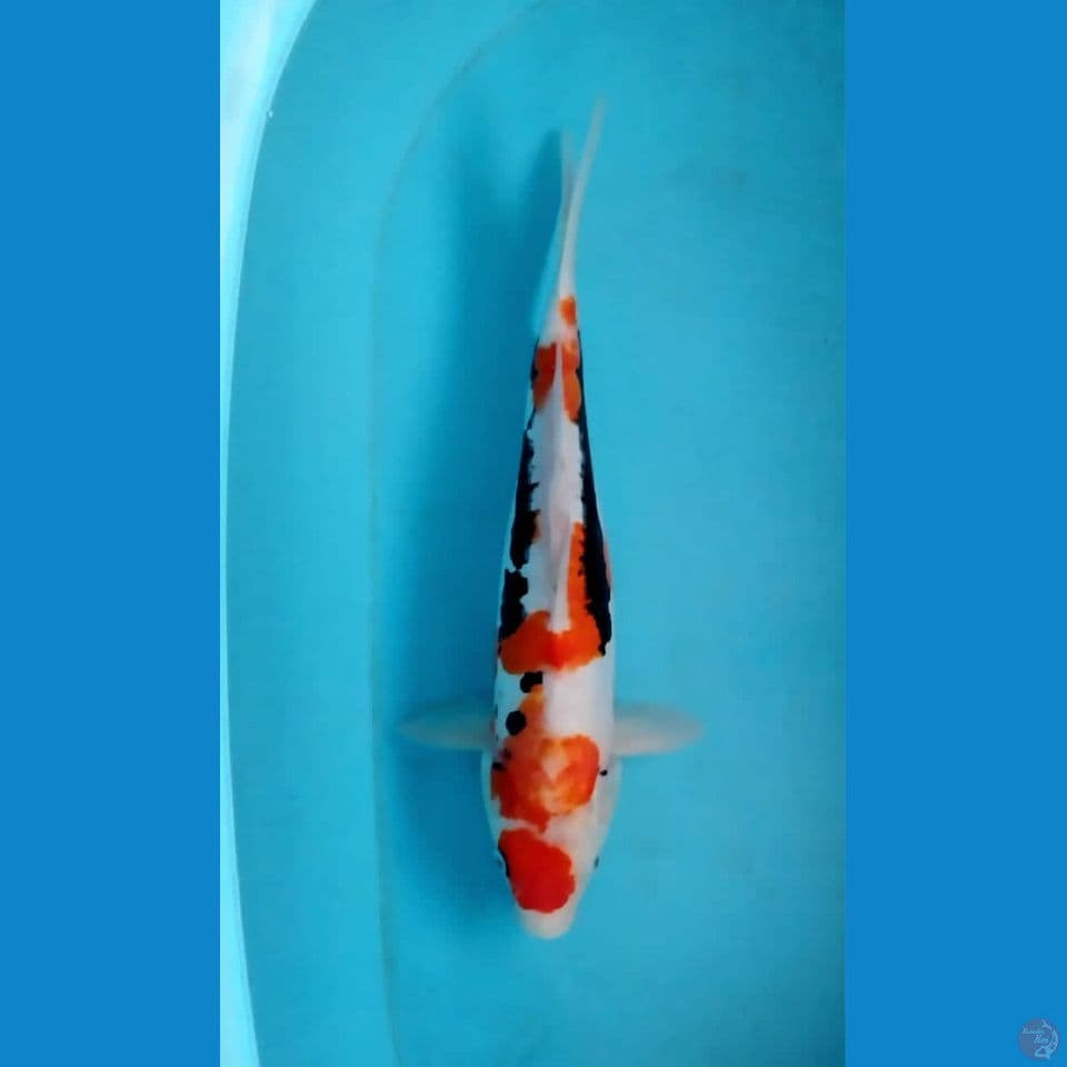 Benikumonryu 37 Cm