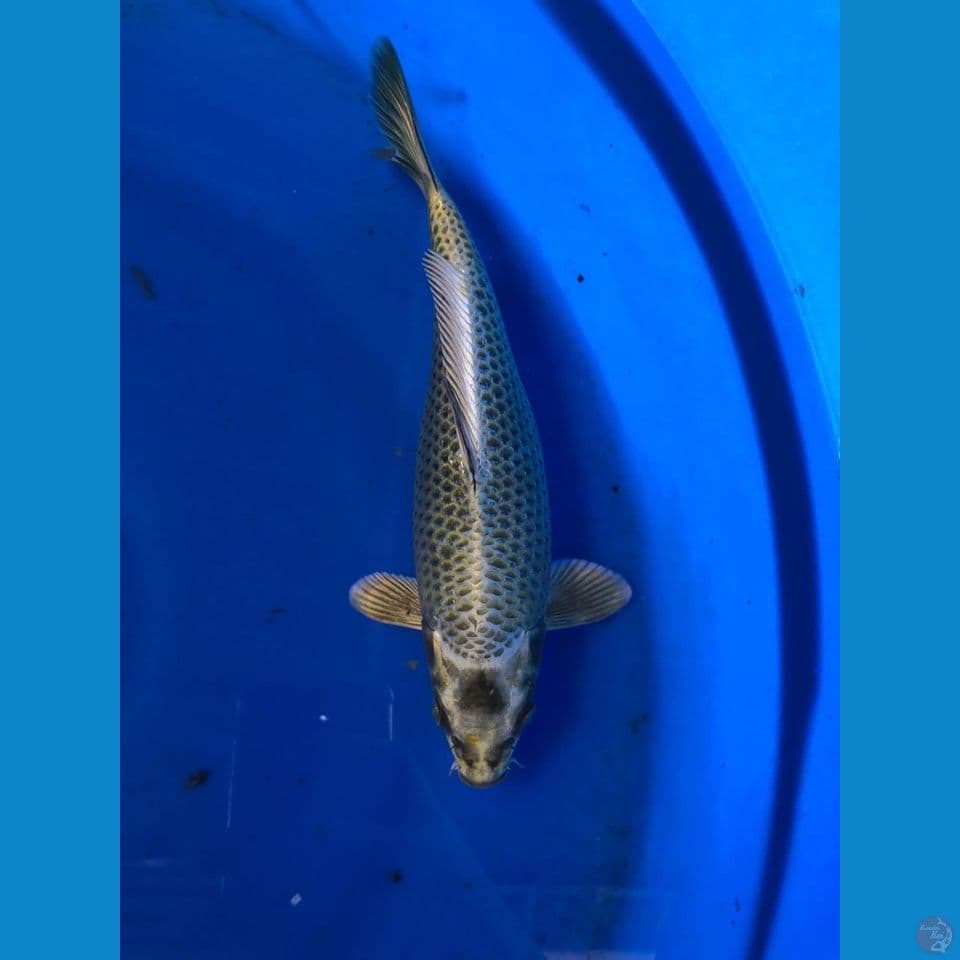 mukashi gold 30cm