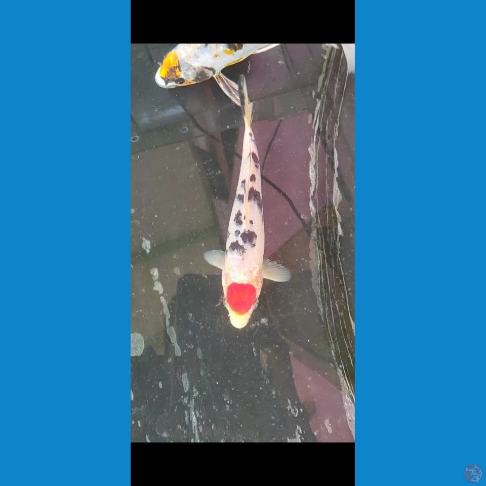 tancho sanke 20 cm.