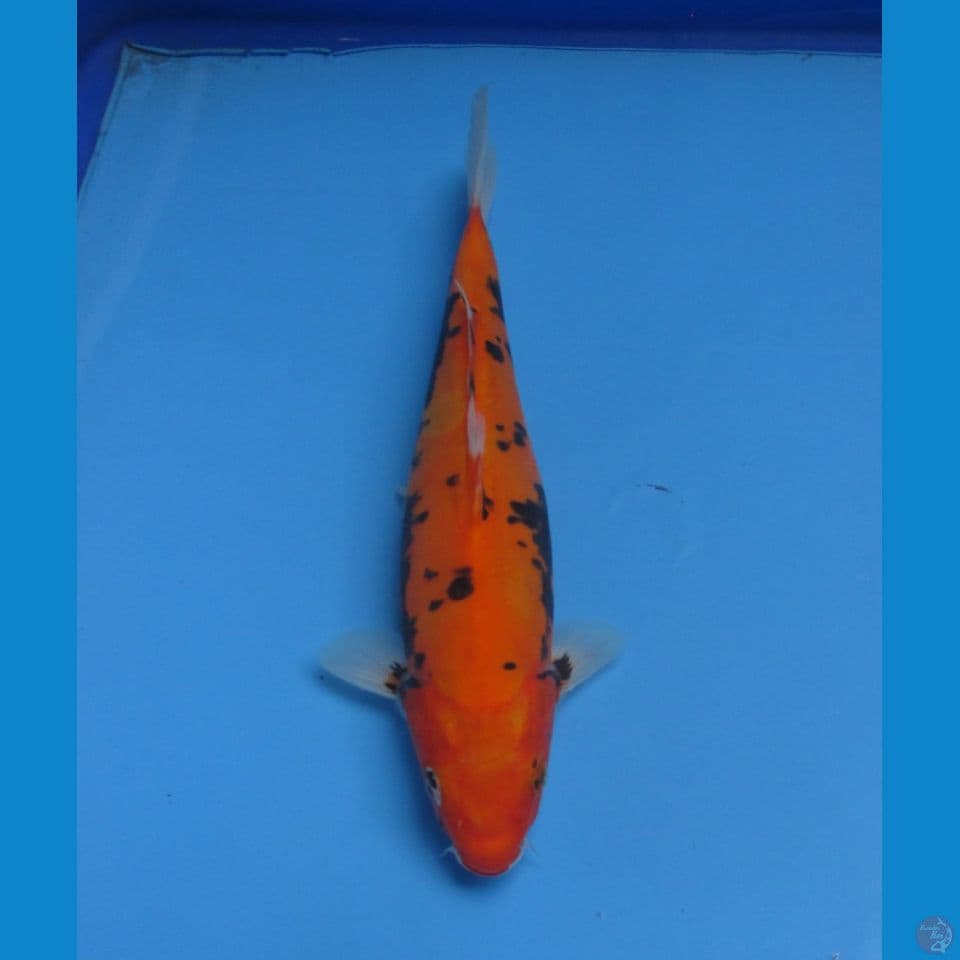 BENI KUMONRYU 23 CM