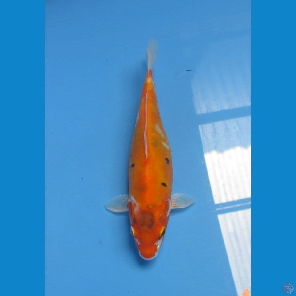 KUMONRYU 22 CM