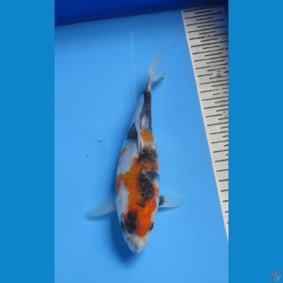 SHOWA 21 CM