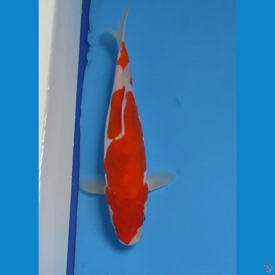 KOHAKU DOITSHU 23 cm