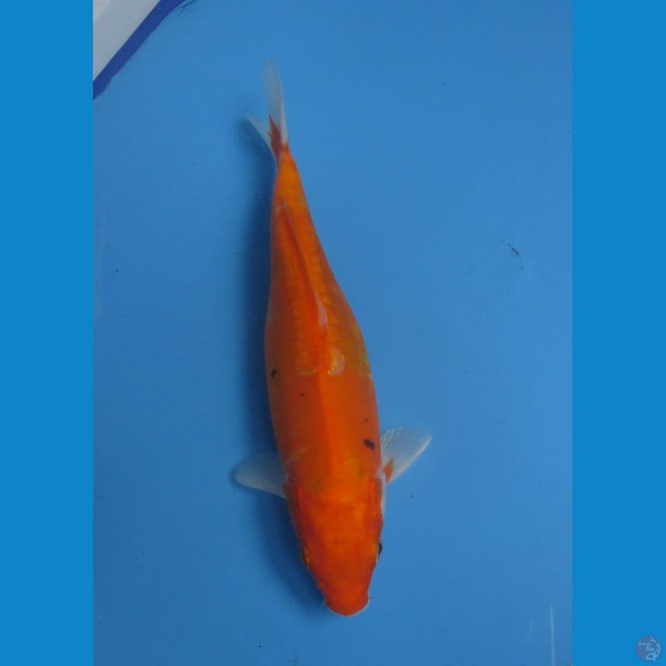 BENI KUMONRYU 22 CM