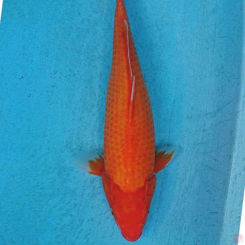 AKA HAJIRO 33 CM