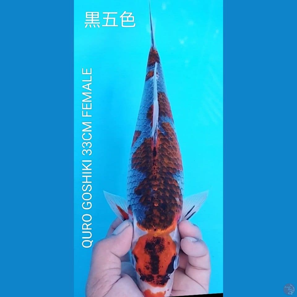 QURO GOSHIKI 33CM FEMALE