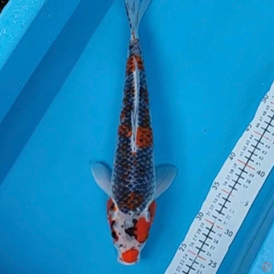 gosiki 40cm M