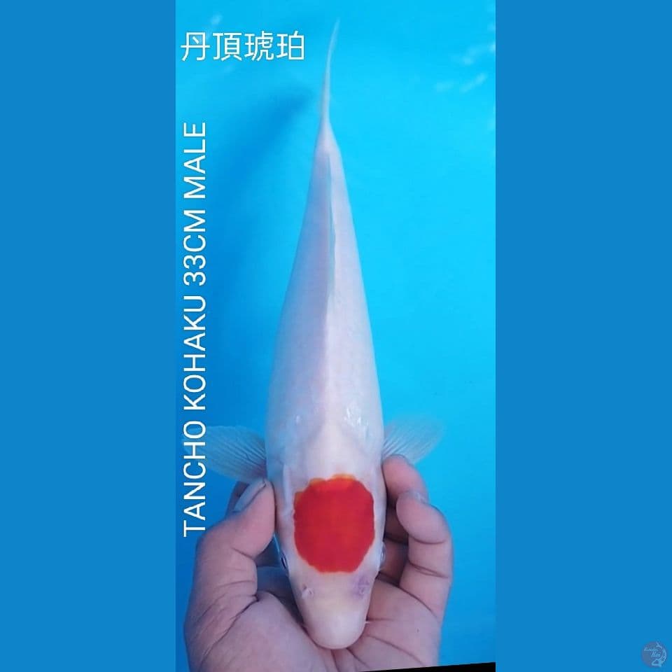 TANCHO KOHAKU 33CM JANTAN