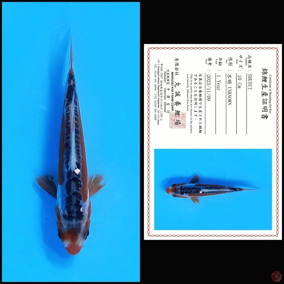 shusui bloodline marusei 10cm