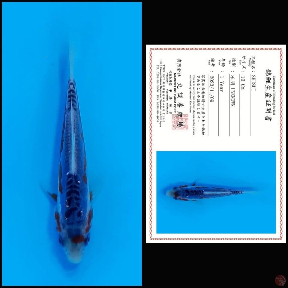 shusui bloodline marusei 10cm sq