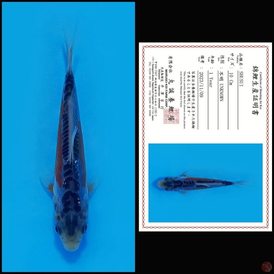 shusui bloodline marusei 10cm sq