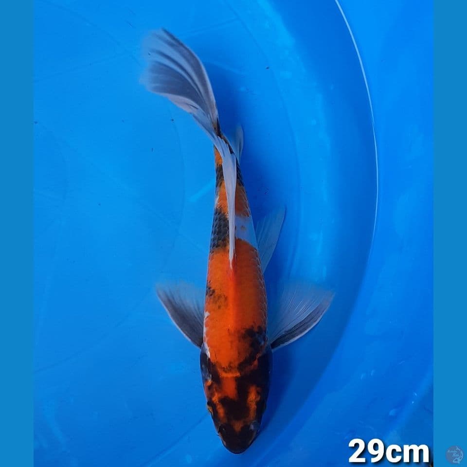 SHOWA 29CM (MALE)