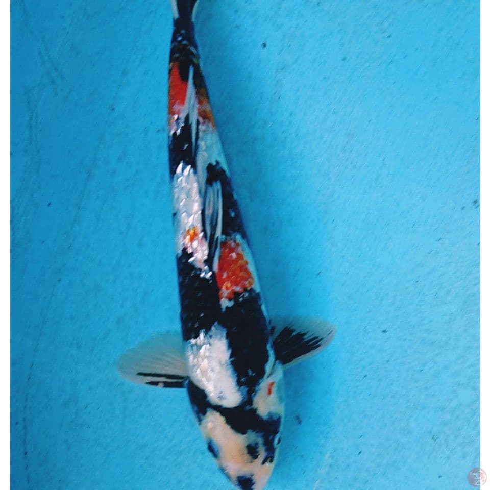 GINRIN SHOWA 33 CM