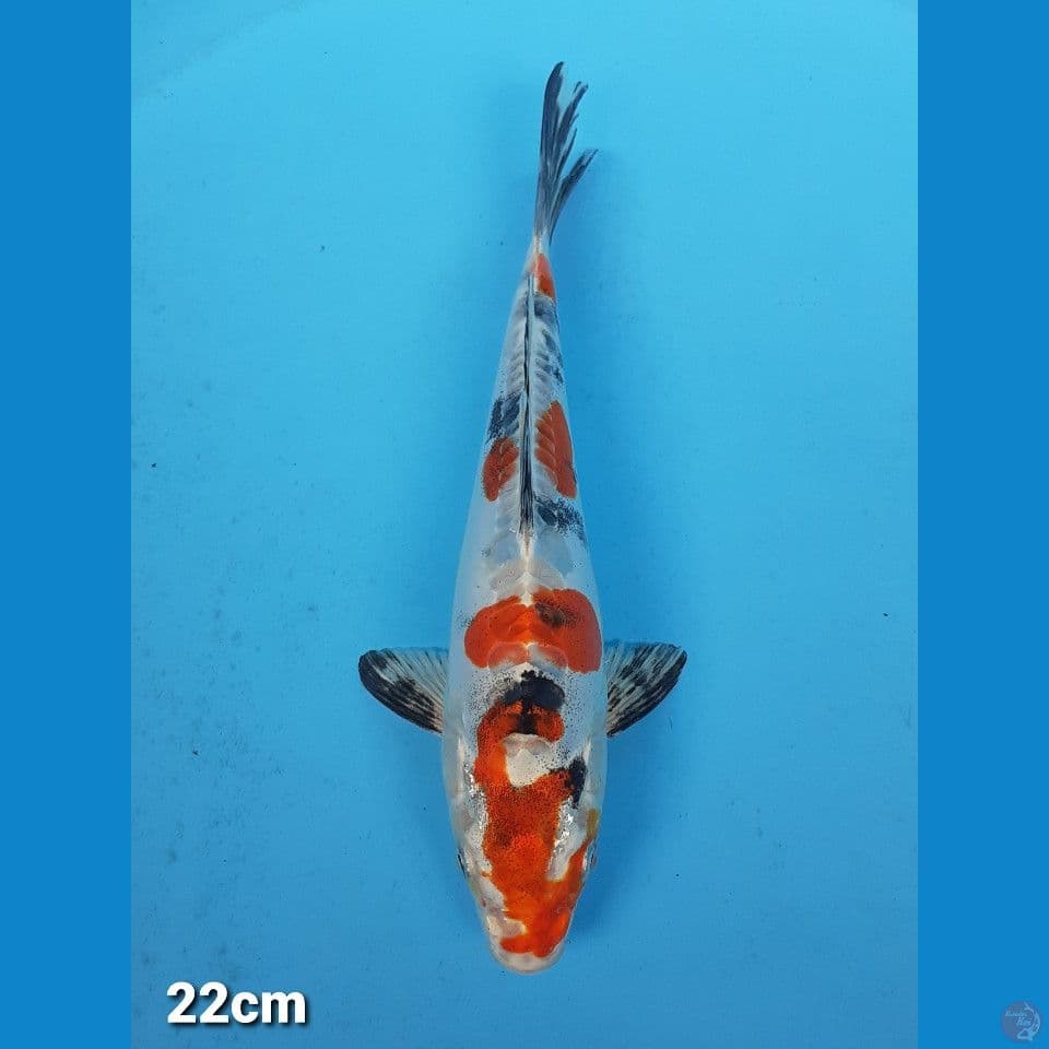 HEISEINISHIKI 22CM (FAMALE)