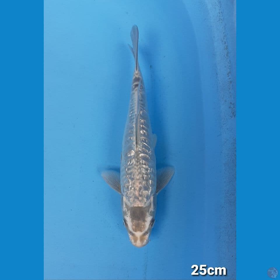KAWARI ARAGOKE GINDRIN 25CM(MALE)