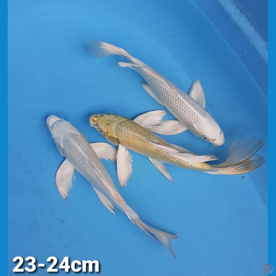 PAKET KUMPAI 23-24cm