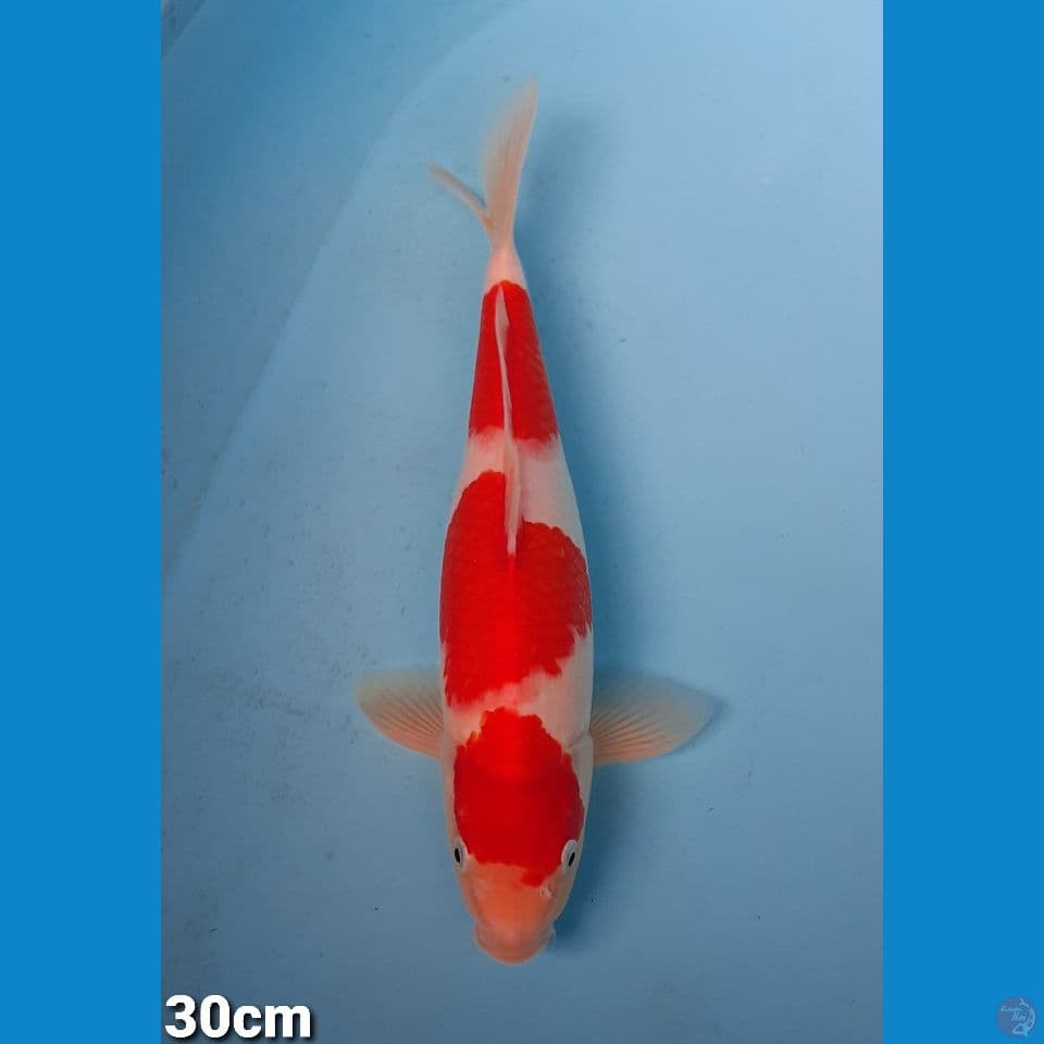 KOHAKU 30CM(FEMALE)