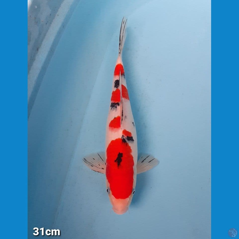 SANKE 31CM(FEMALE)