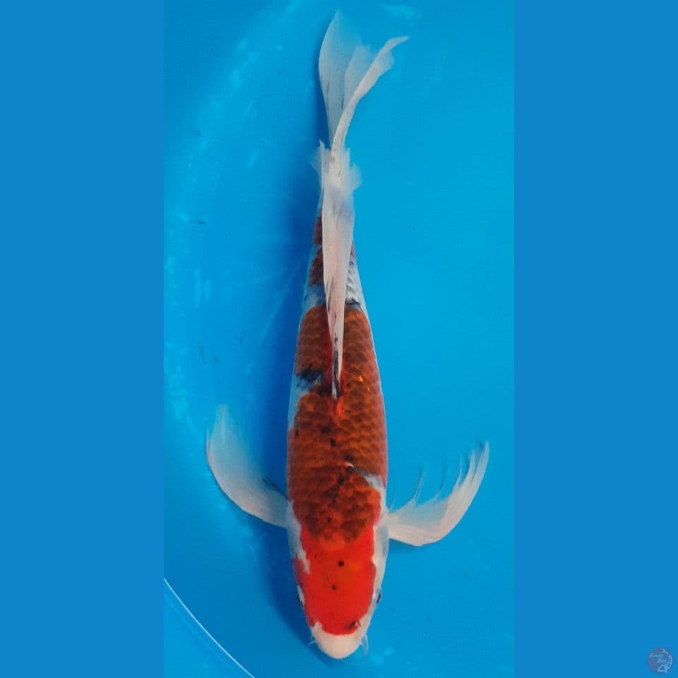 KUMPAI GHOSIKI 35CM MALE
