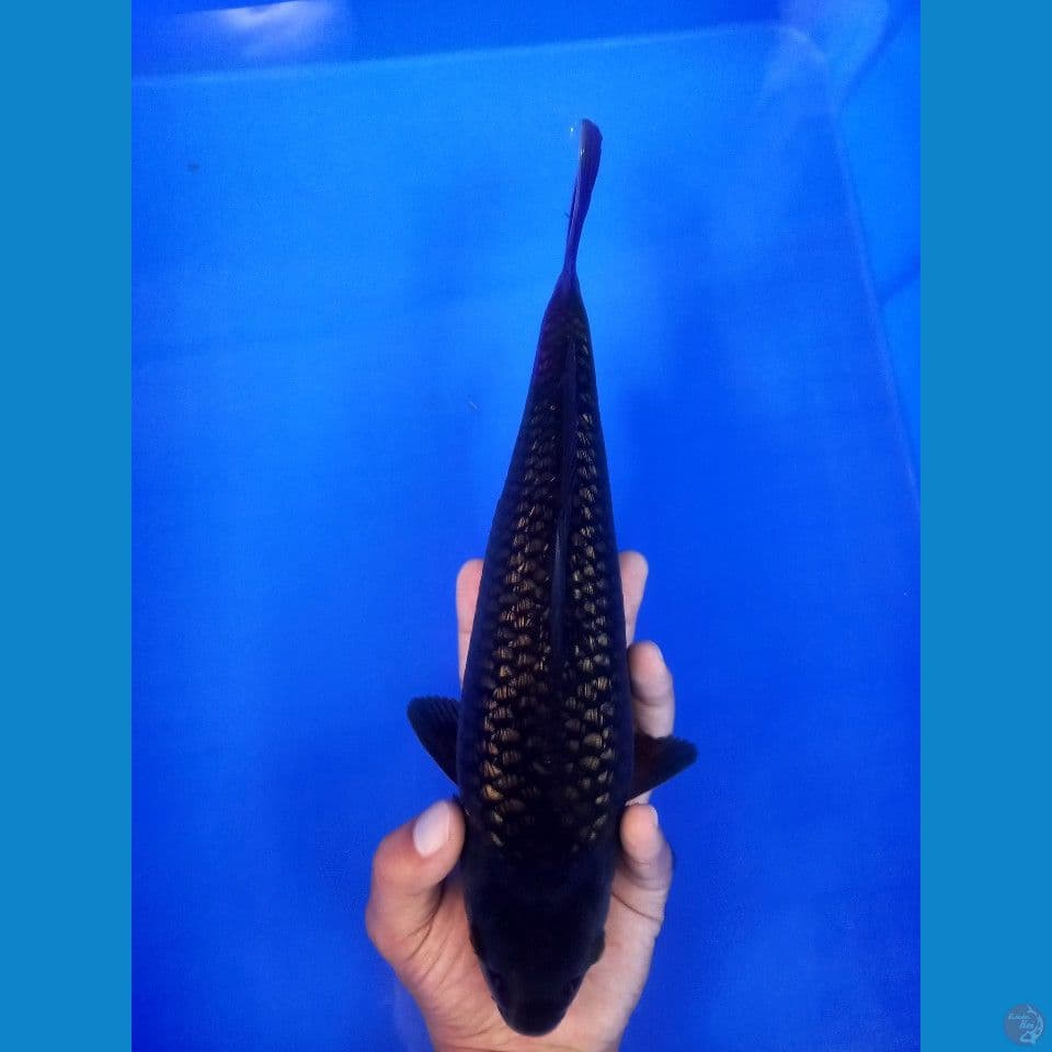 Black Diamond Berpunuk