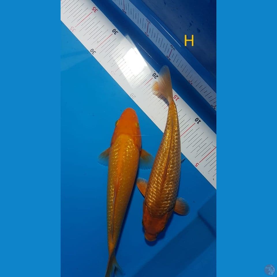 ginrin carame & red karashi