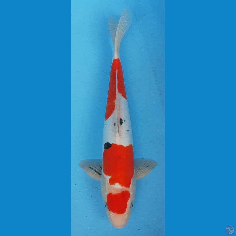SANKE 36cm(MALE)