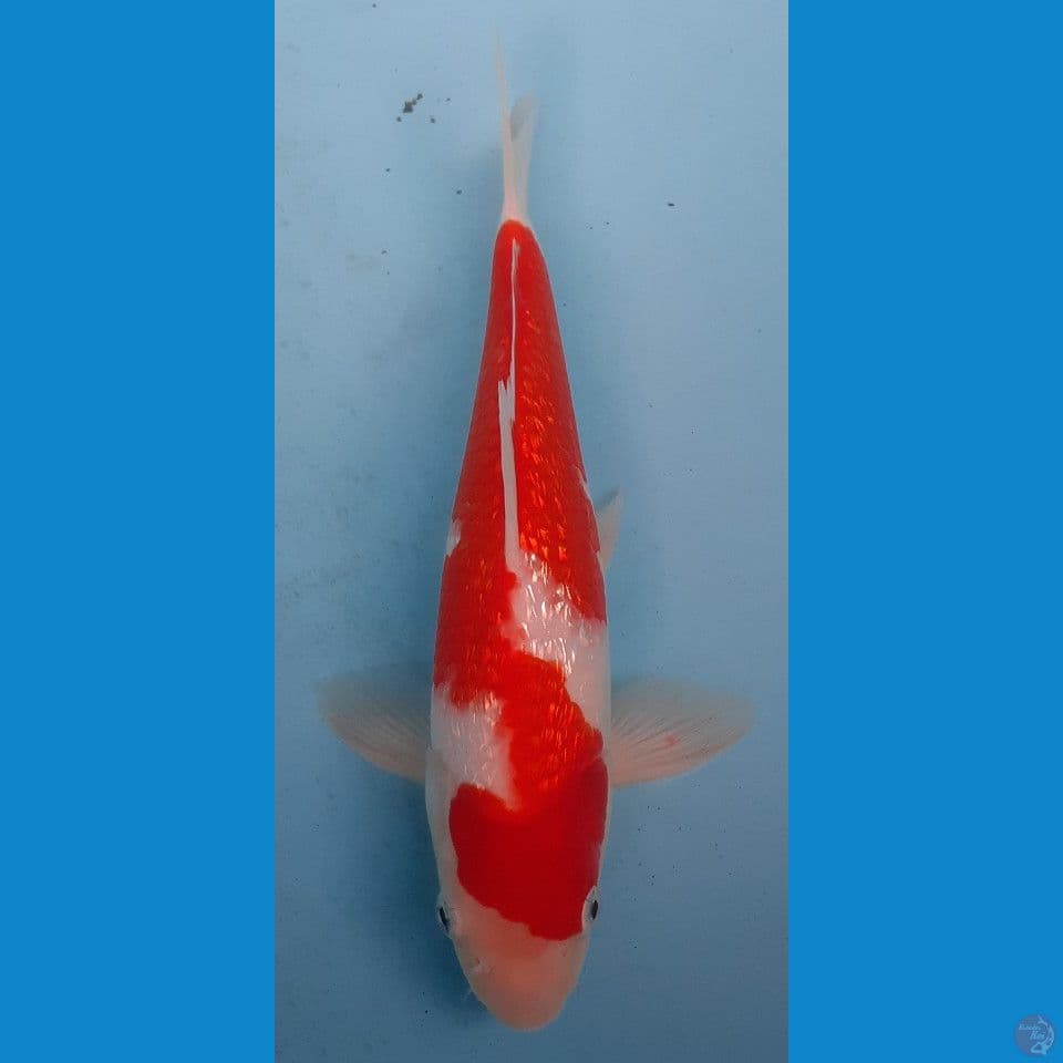 KOHAKU GINDRIN 27cm(MALE)